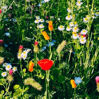 リージアのジャケット写真