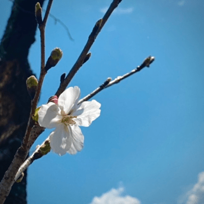 Hailing Spring Front Cover