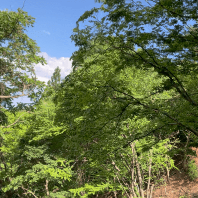 Dreaming Windowのジャケット写真