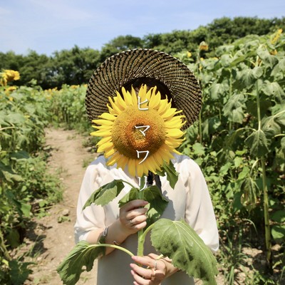 ヒマワリのジャケット写真