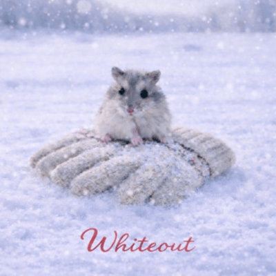 Whiteout Front Cover