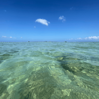 Fly the New World Front Cover