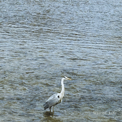 Way of Lifeのジャケット写真