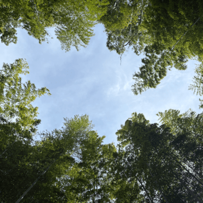 あはれのジャケット写真