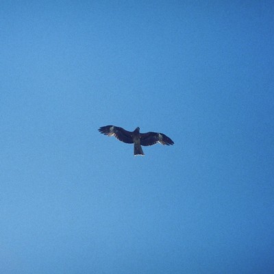 Deep Forest Front Cover