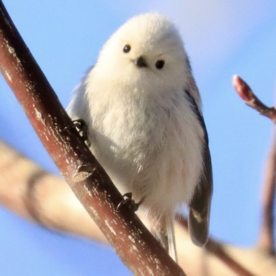 winter idol Front Cover