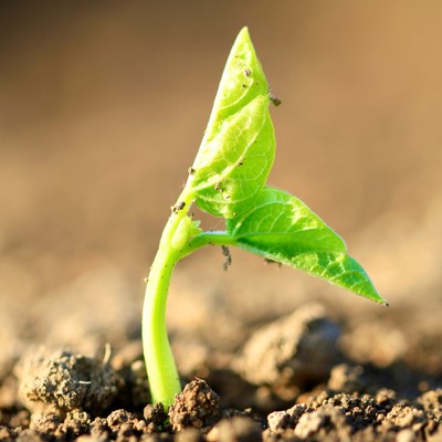 green connects Front Cover