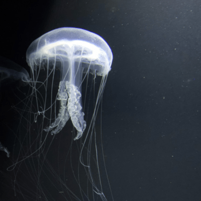 Jellyfish on a train Front Cover