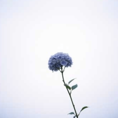 Hydrangea Heart Front Cover