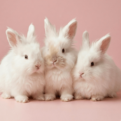 The Kindness of Angora Front Cover