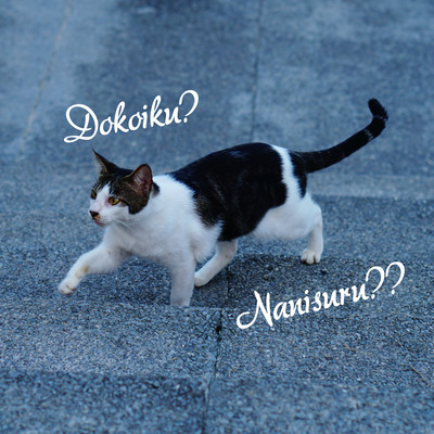 Dokoiku Nanisuru Front Cover