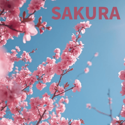 SAKURAのジャケット写真