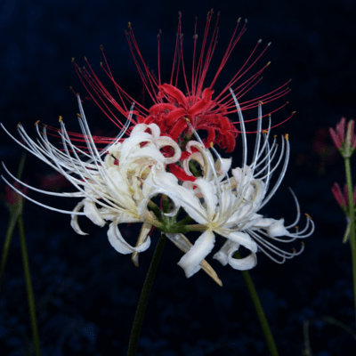 Red spider lily Front Cover