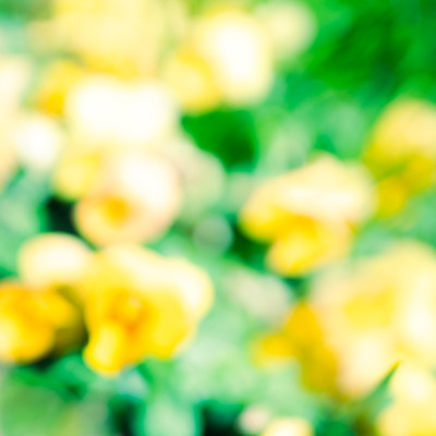 HAHAKOGUSA Front Cover