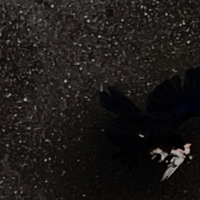 NEMURENE Front Cover