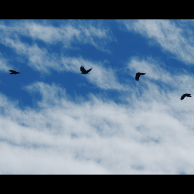 サークルのジャケット写真