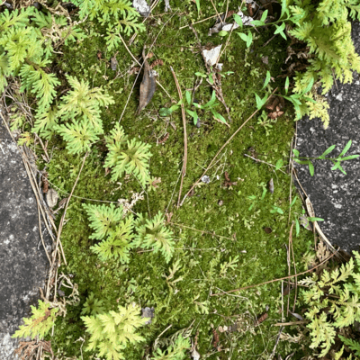 KOKEMUSU Front Cover