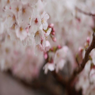 もう一度のジャケット写真