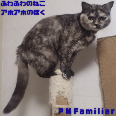 Fluffy cat, silly me Front Cover