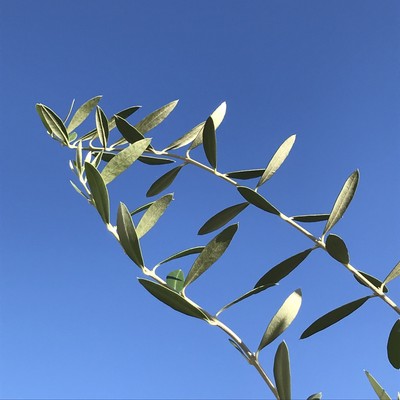 As One Like A Family Front Cover