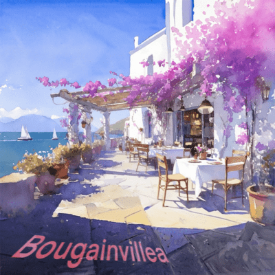 Bougainvillea Front Cover