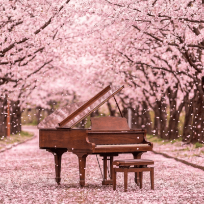 When the Cherry Blossoms Bloom Front Cover