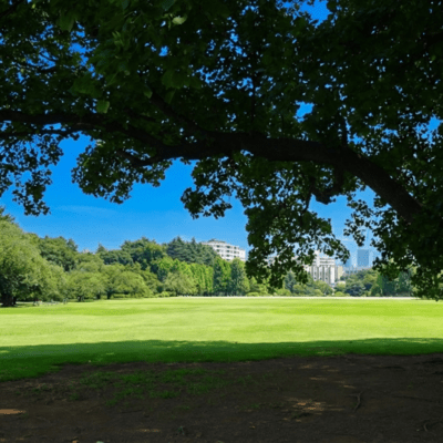 komolebi Front Cover