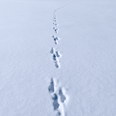 Whiteのジャケット写真