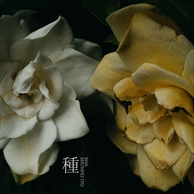 Seed (feat. Shunpei Ito) Front Cover