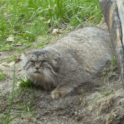 Dedicated to Polly the Pallas's cat. Front Cover