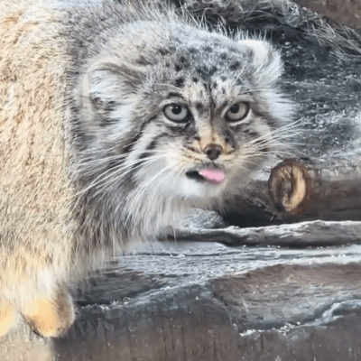 Polly the Pallas's cat, a little angel Front Cover