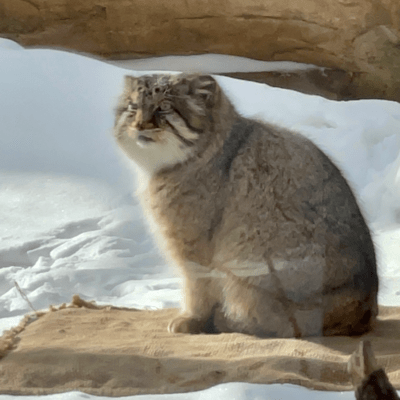 I went to see Polly on the night of Tanabata. Front Cover