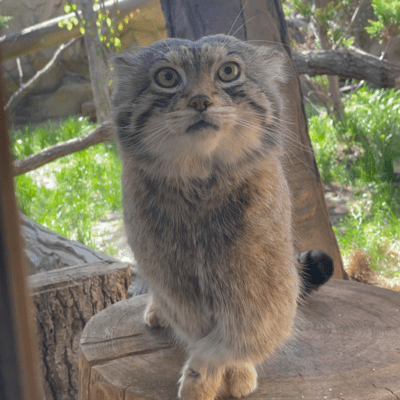 自由なステップ レフにのジャケット写真