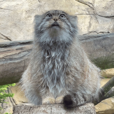 Polly the Pallas's cat Front Cover