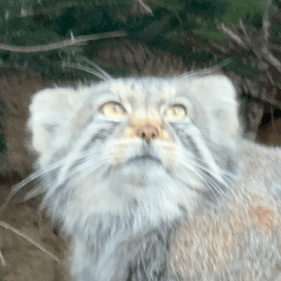 The Serene Light of the North Star ~The Journey of Prince Rinnoji~ Front Cover