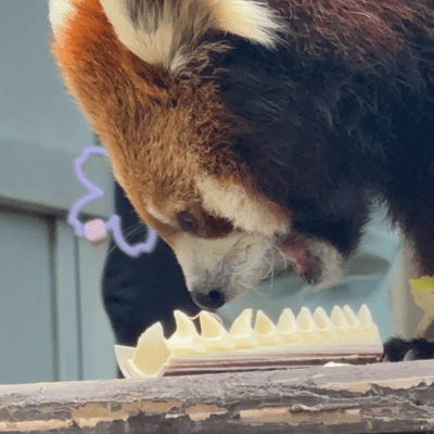 逃れゆく星の影のジャケット写真
