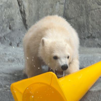 The Polar Bear Boy Front Cover