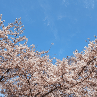 Spring's Morningのジャケット写真