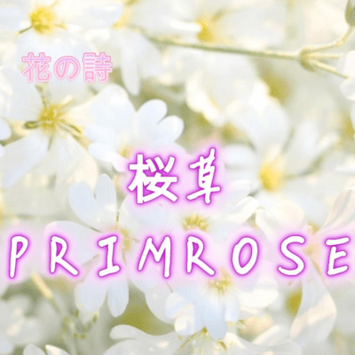 桜草-PRIMROSE-のジャケット写真