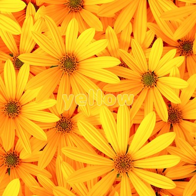 yellow Front Cover