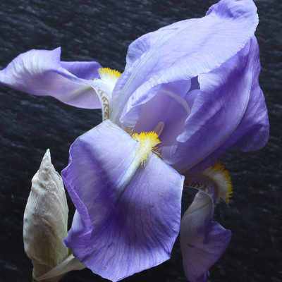 rebirthのジャケット写真