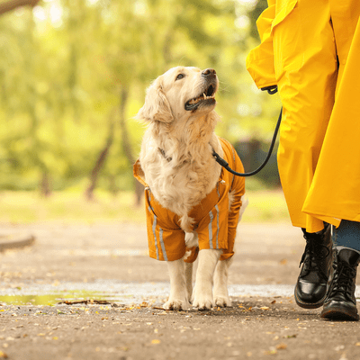 The Supporter by Your Side Front Cover