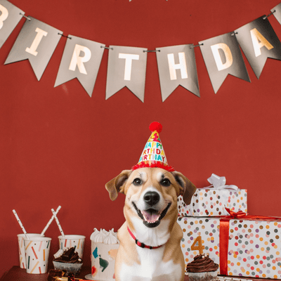 Lalala my birthday Front Cover