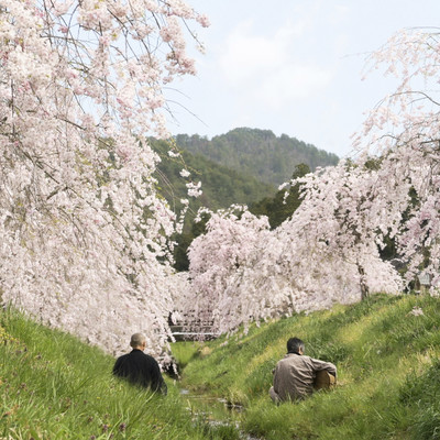 Oto no Za Spring Front Cover