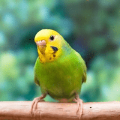 To you, Mimosa's private bird Front Cover