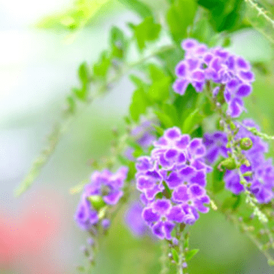 Duranta erecta Takarazuka Front Cover
