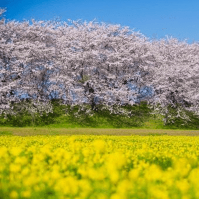 Vibrant spring flower contrast Front Cover