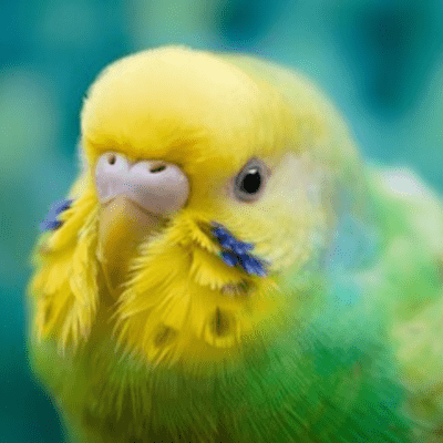 ミモザの私鳥の君へのジャケット写真
