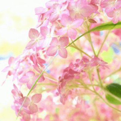 Hydrangea Annabelle Romance Front Cover