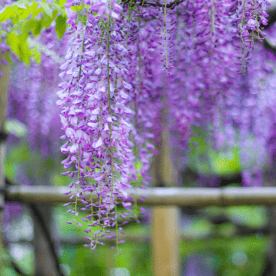 Swaying with the wisteria hairpin kanzashi Front Cover